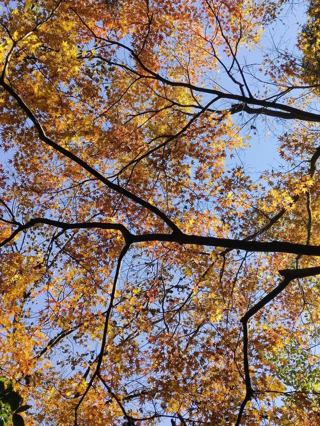 趁紅楓銀杏未落，走一趟莫干山蔣公古道吧！