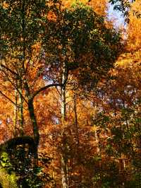 12.1實拍九溪現實版莫奈的秋日花園