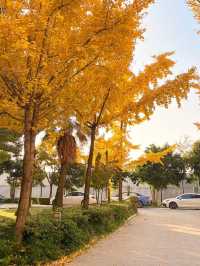 這個秋天,來昆明住進金色銀杏的童話裏 發現昆明小眾打卡地 - 維也納國際酒店(昆明高鐵南站市政府