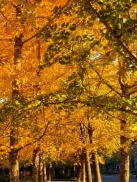 一場落在肇嘉浜路中的銀杏雨。