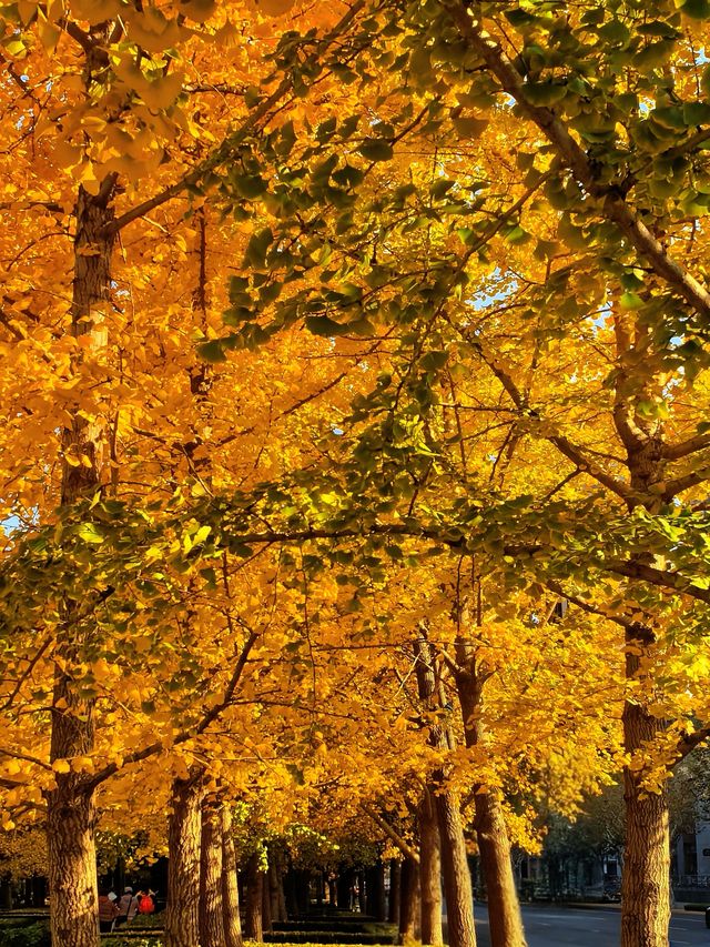 一場落在肇嘉浜路中的銀杏雨。