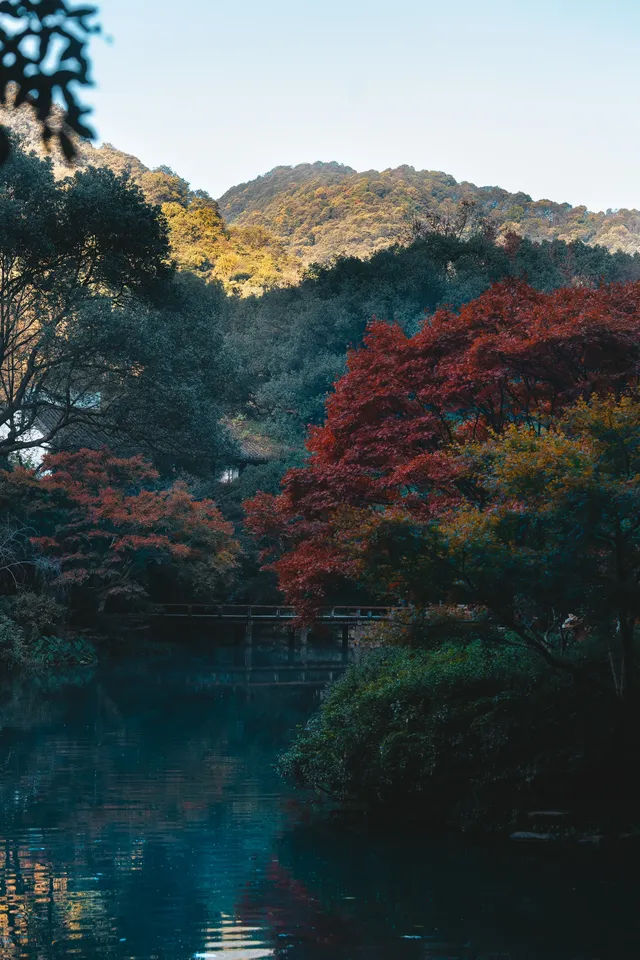 26.11.25 杭州 九溪煙樹 26.11.25 杭州 九溪煙樹