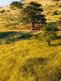 不是非洲這是雲南人自己的薩王納草原~