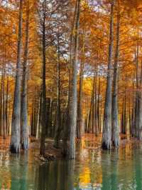 杭州1h直達!寧國方塘落羽杉林小眾賞秋全攻略