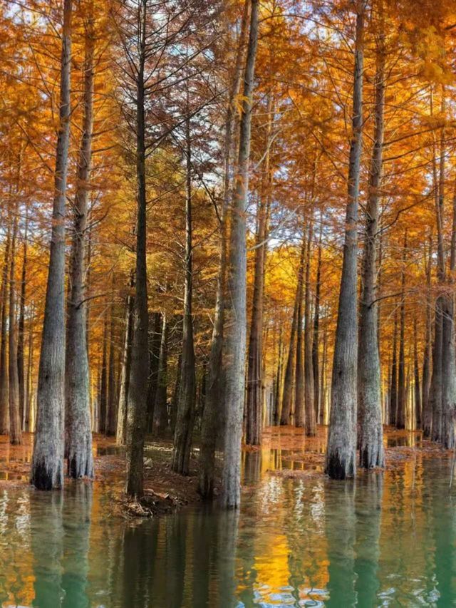 杭州1h直達!寧國方塘落羽杉林小眾賞秋全攻略 杭州1h直達!寧國方塘落羽杉林小眾賞秋全攻略