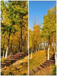 地鐵直達|今年最喜歡的銀杏林出現了,封神級的金色童話世界