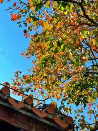 泉州西湖公園|秋日限定版桃花島太絕美了