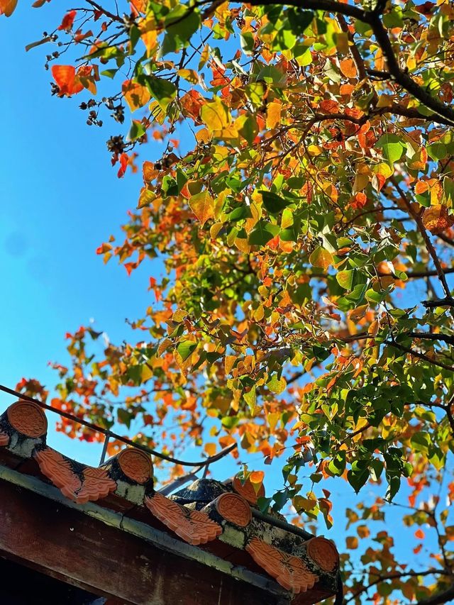 泉州西湖公園|秋日限定版桃花島太絕美了 泉州西湖公園|秋日限定版桃花島太絕美了