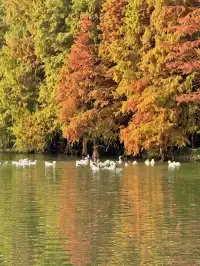 上海自駕1h賞秋紅透的楓葉真的美到封神