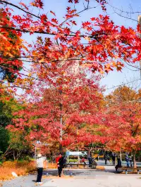11.27實拍!和平公園的秋天比濾鏡還絕!