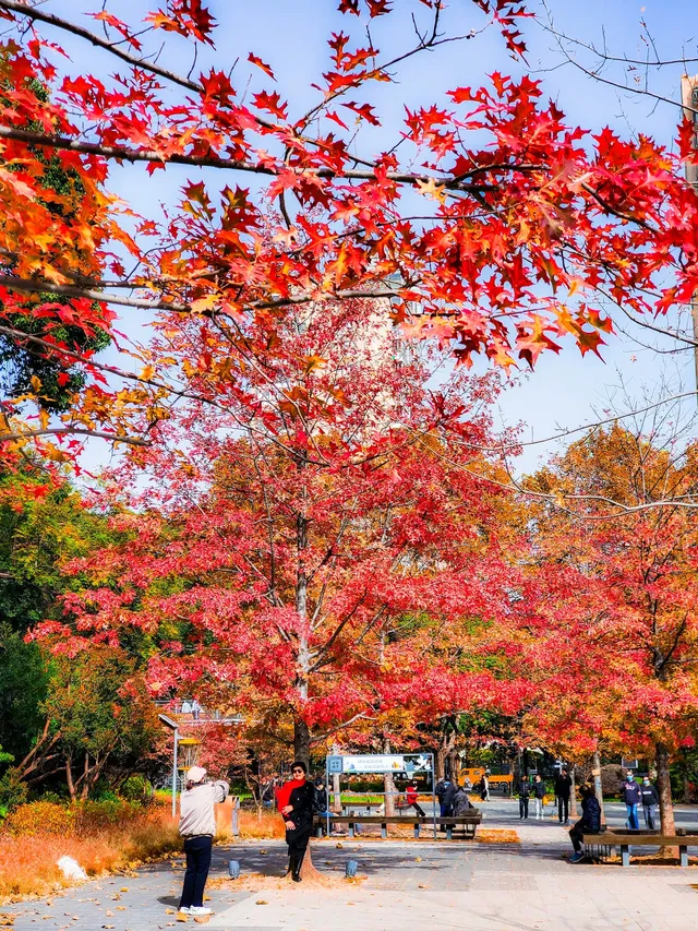 11.27實拍!和平公園的秋天比濾鏡還絕! 11.27實拍!和平公園的秋天比濾鏡還絕!