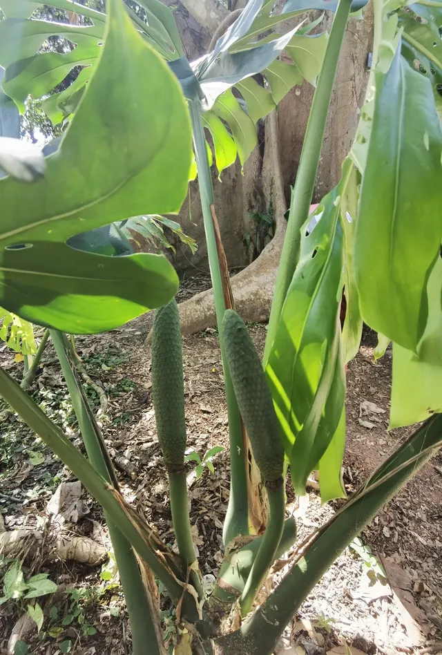 超值的!版納中科院植物園強推 超值的!版納中科院植物園強推