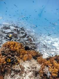 7天玩轉冬日菲律賓錯過等一年