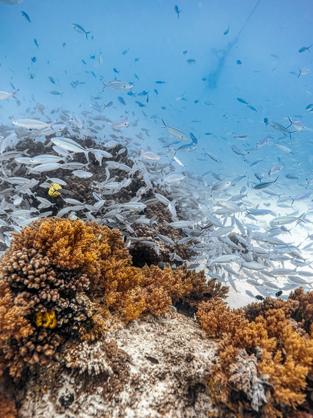 7天玩轉冬日菲律賓錯過等一年