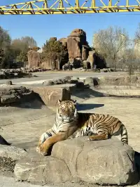 哈爾濱東北虎林園半日遊！！（內含攻略）