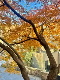 莫干山蔣公古道 請大膽浪費時間給秋天