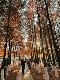 松雅湖落羽杉實況,拍照還是建議烈士公園