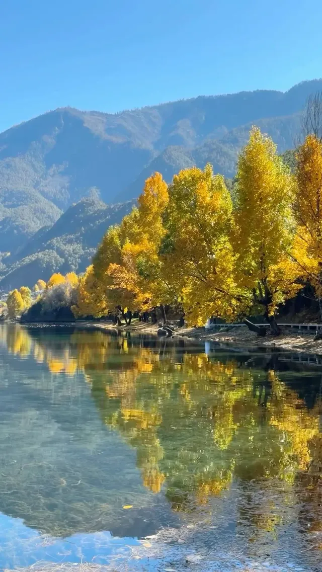 私藏！Live圖還原瀘沽湖冬日浪漫，金黃樹
