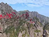 蕪湖黃山四日遊