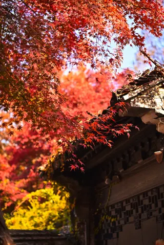 Huishan Ancient Town|Autumn in Jiangnan is going crazy