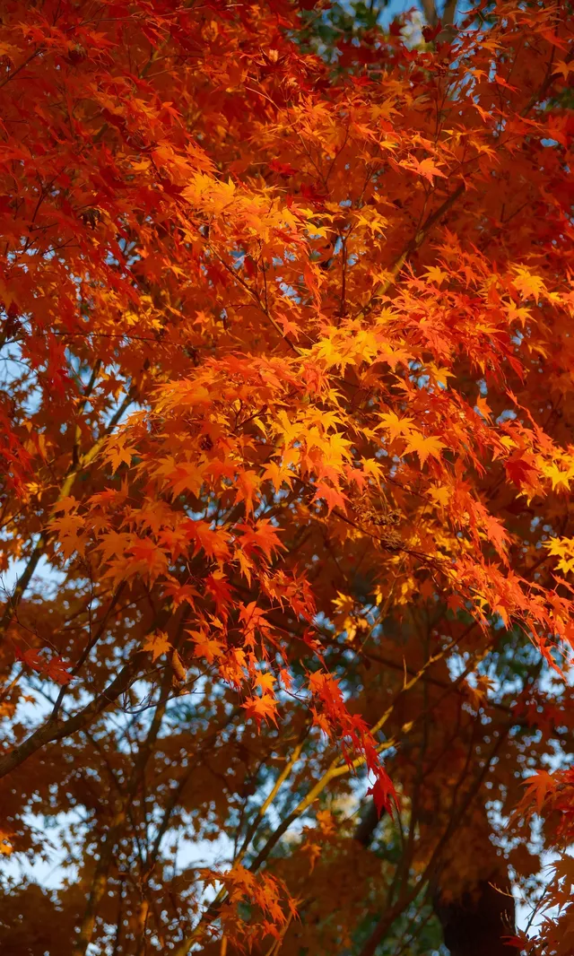 不誇張這是上海拍楓葉最美的公園了 不誇張這是上海拍楓葉最美的公園了
