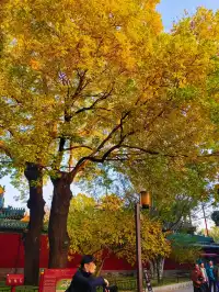 銀杏飄落是獨屬於北京的浪漫