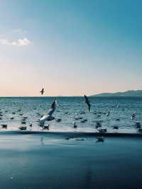 青島冬日兩日遊追海鷗逛老城超治癒