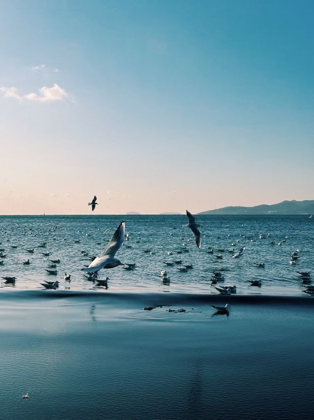 青島冬日兩日遊追海鷗逛老城超治癒 青島冬日兩日遊追海鷗逛老城超治癒