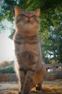 虞山方塔園|八百年銀杏|最佳觀賞期