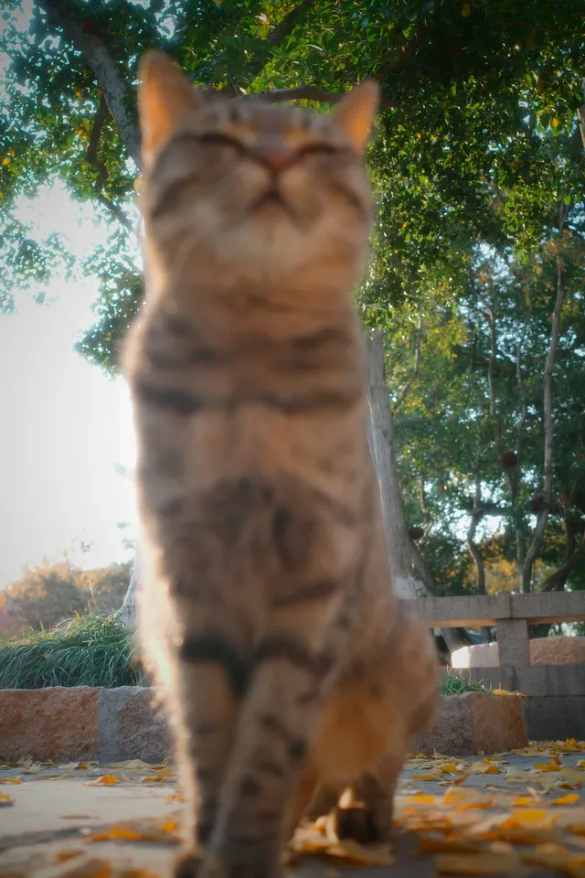 虞山方塔園|八百年銀杏|最佳觀賞期 虞山方塔園|八百年銀杏|最佳觀賞期