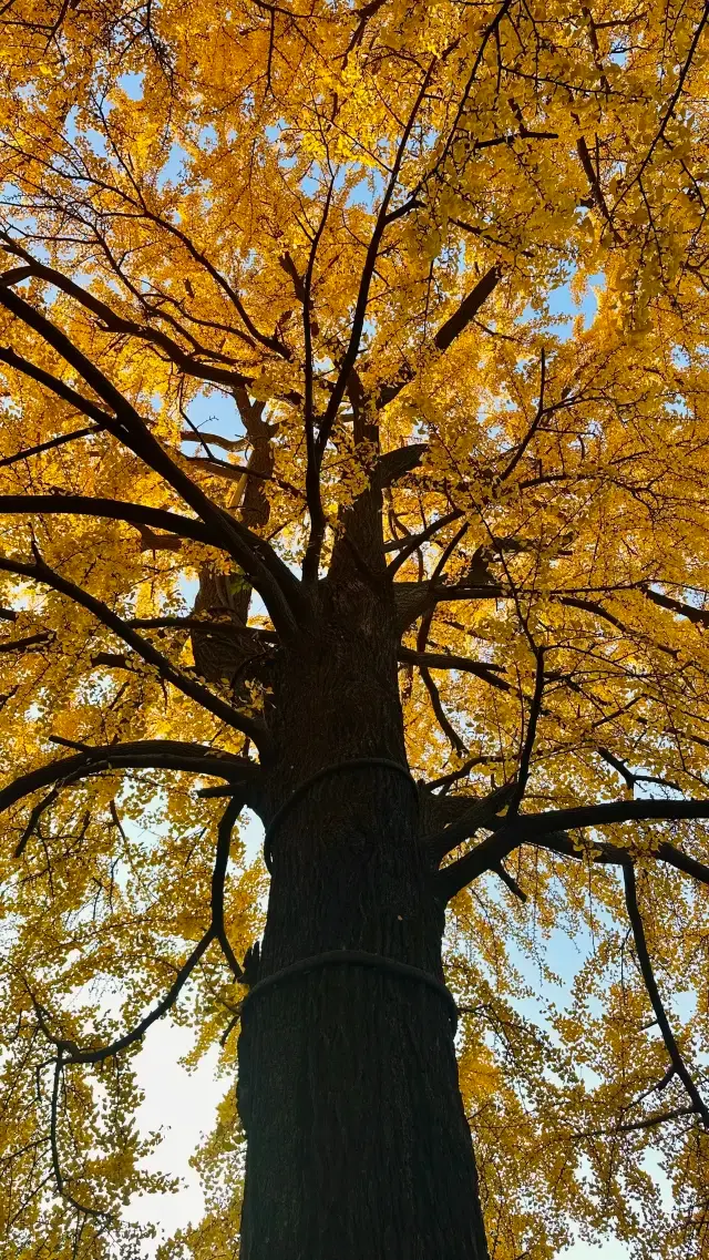 เมื่อวานนี้สภาพอากาศจริง!! ฤดูใบไม้ร่วงที่หยางโจว