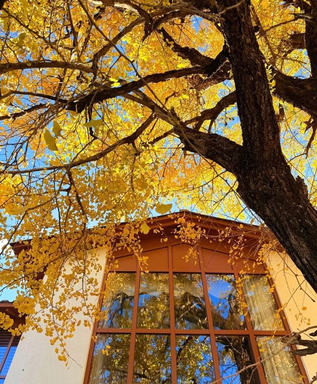 廈門周邊賞秋指南｜錯過本地銀杏？泉州尤溪藏著限定鎏金浪漫