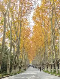 愛上金陵的秋(五)