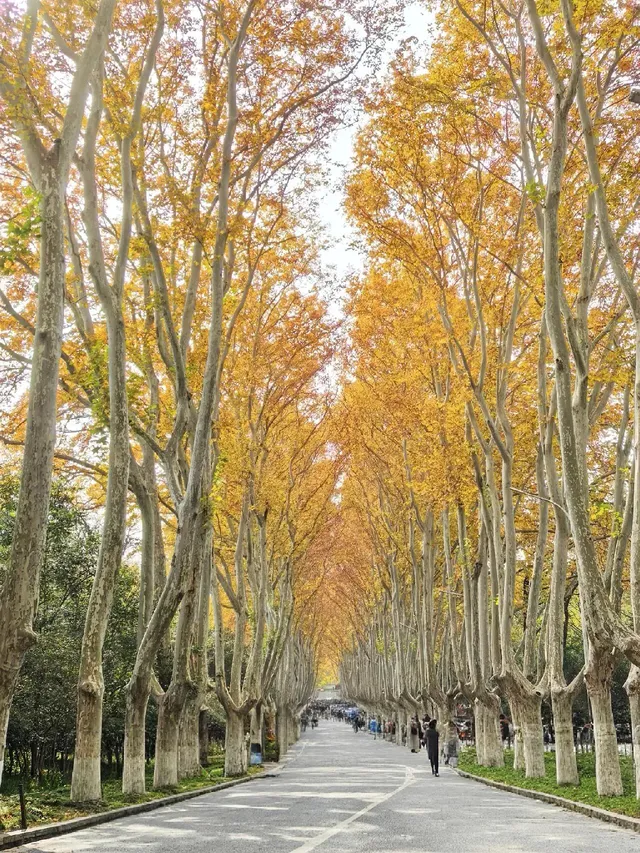 愛上金陵的秋(五) 愛上金陵的秋(五)