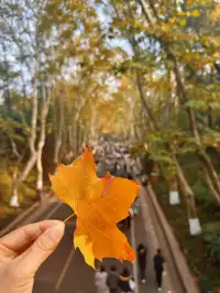 賞秋最美南京|鐘山風景區一天遊