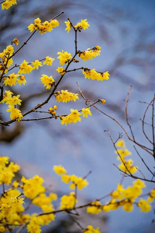 Ancient Wintersweet Trees Bloom in Yangzhou, 250 Years of Fragrance Filling the Air