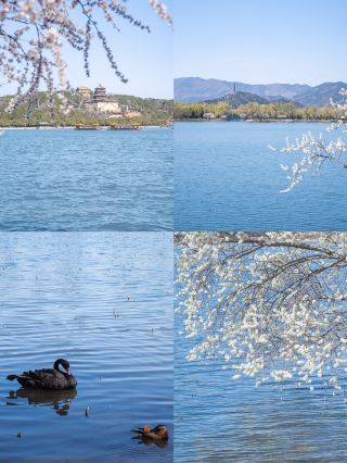 Beijing Spring Limited | The Peach Blossoms on the West Dike of the Summer Palace Are Stunning