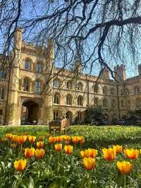 Spring Vibes at Cambridge: Strolling Through Uni Magic 🌸🏛️