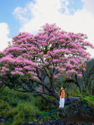 현실판 동화 숲