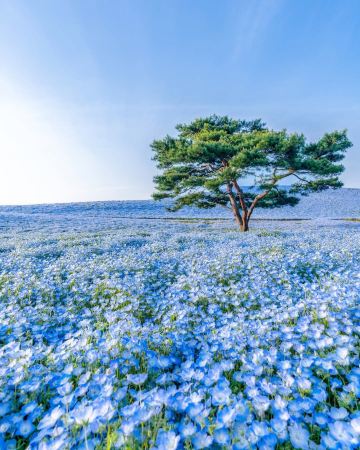 Capture beautiful moments effortlessly on stunning flower paths