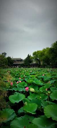 北京盛夏的粉色秘境蓮花池公園太仙了!