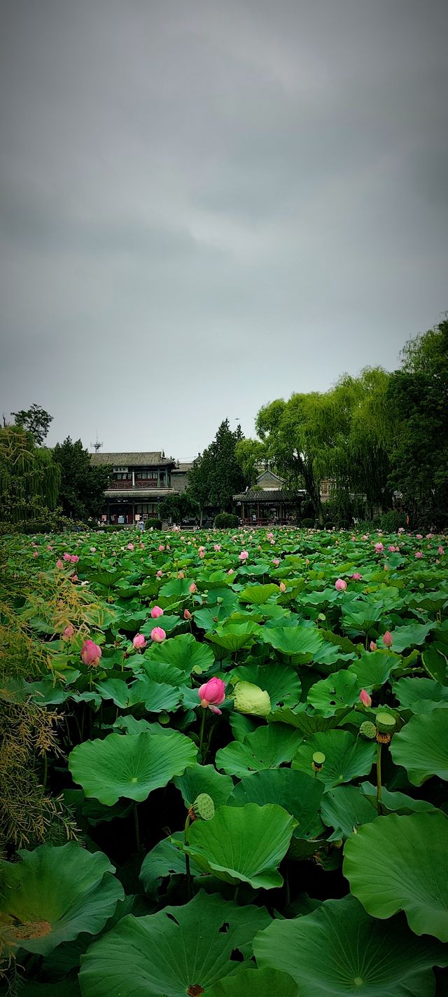 北京盛夏的粉色秘境蓮花池公園太仙了!