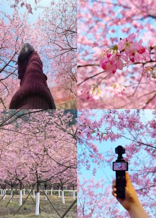 In Yueyang | Embrace the romance of spring cherry blossoms