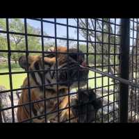近距離跟老虎、長頸鹿和駱駝互動的超有趣動物園 🦒🐯🐫