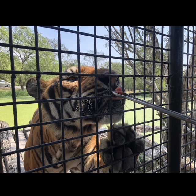 近距離跟老虎、長頸鹿和駱駝互動的超有趣動物園 🦒🐯🐫