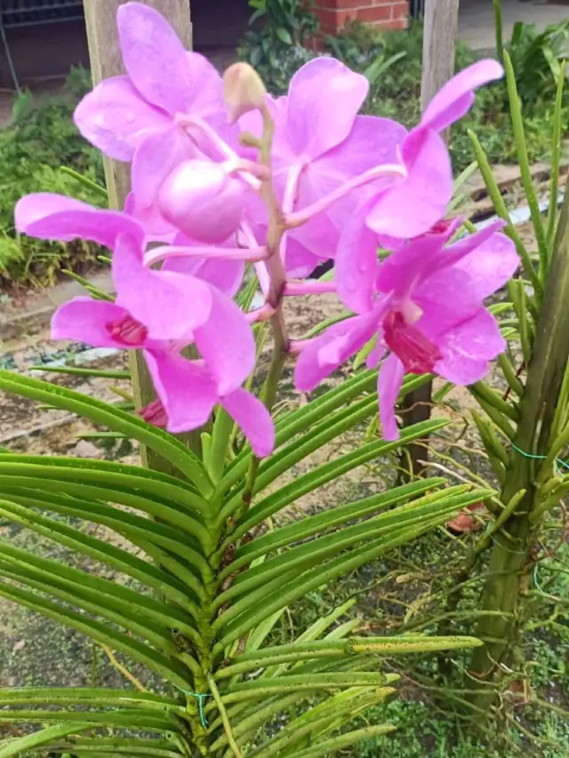 Orchid Gardens at City at Johor Bahru