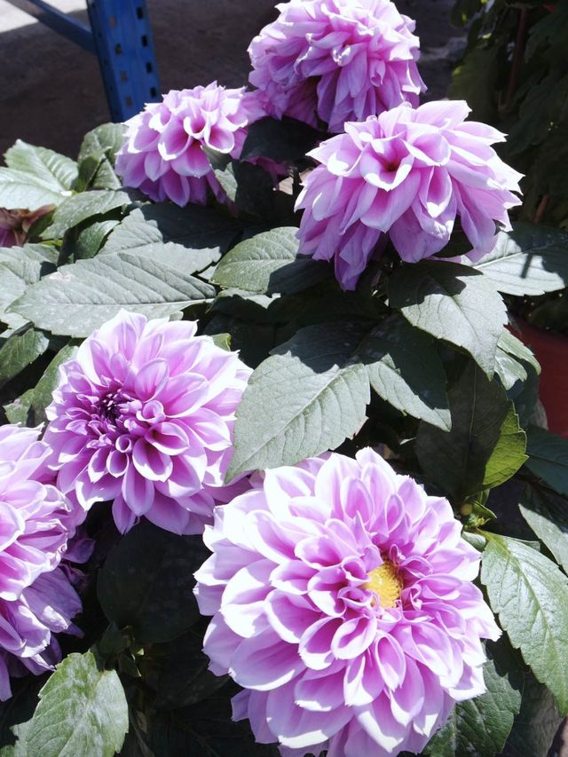 參觀粉嶺鶴藪永霖花園及水耕菜場