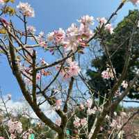 Yangmingshan National Park