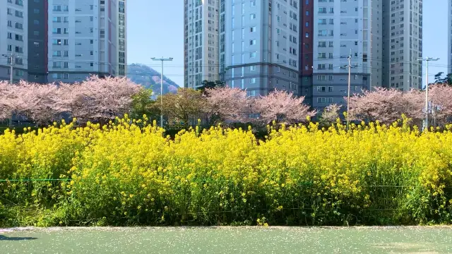 부산에서 벚꽃과 유채꽃을 함께 볼 수 있는 곳 🌸🌼 