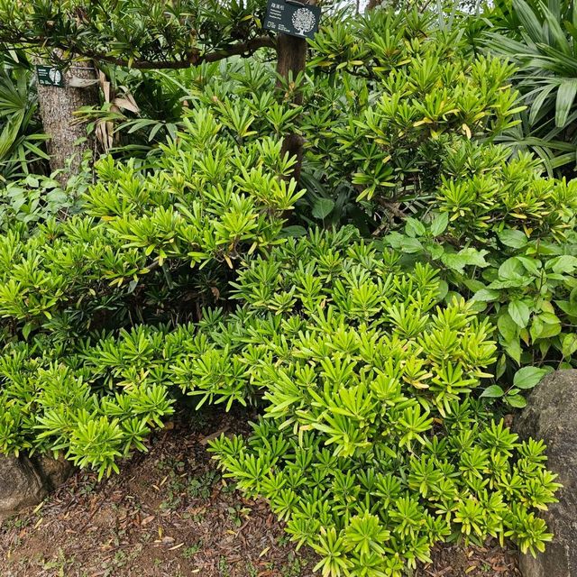 香港著名的風水寶地魚尾石🗻